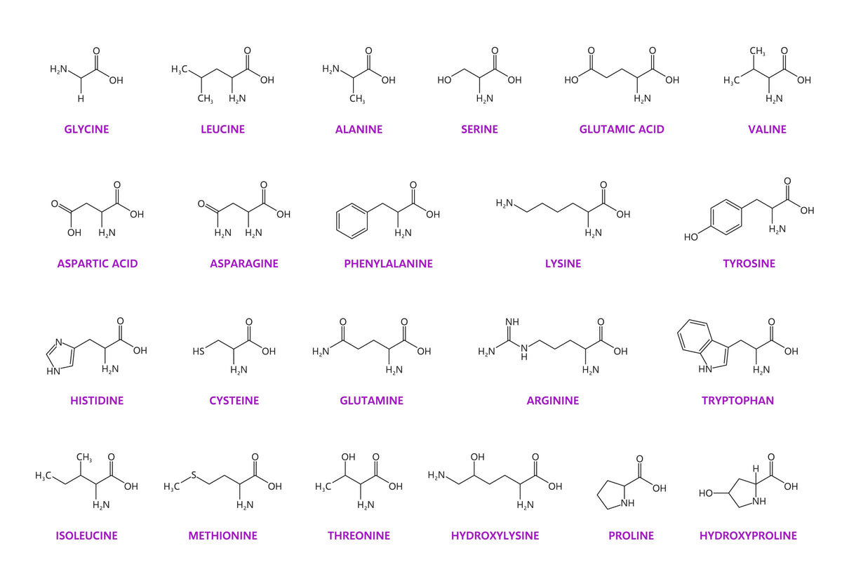 Aminosyrer i hestefoder: lysin, methionin, cystein og taurin