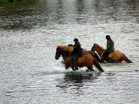Sådan fodrer du din islandske hest korrekt