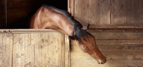 Når hesten spiser sin bund, hampestrøelse med eukalyptus – forstå årsagen og løsningen