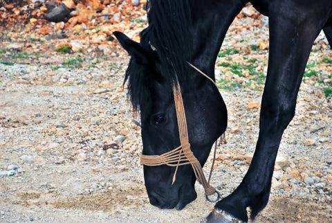 Hvorfor er min nøjsomme hest så sulten og sur – selvom den får sit grovfoder?
