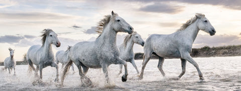 Vægttab med omtanke – når hesten skal ned i vægt uden at miste trivsel