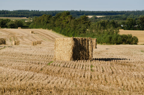 Halm til heste – en løsning når grovfoderet indeholder for meget sukker