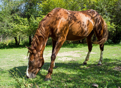 IBD og soja: Skal du undgå soja til din hest – eller er det en misforståelse?