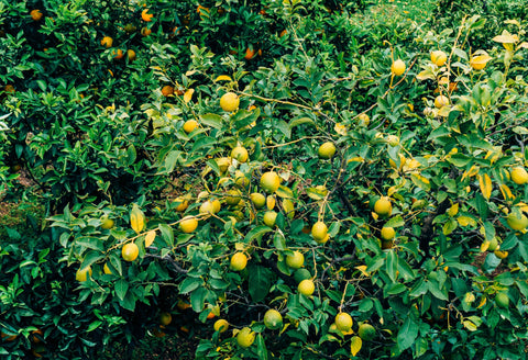 Opløselige fibre i +Fiber Mash – for sund tarmfunktion og immunro