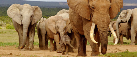 Sojaskaller - elefanten i rummet, vi bliver nød til at tale om