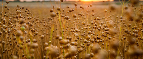 Hele hørfrø - derfor har vi valgt dem
