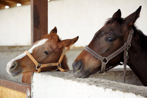 Madaggression hos heste: Det handler sjældent om opførsel – men om mangel