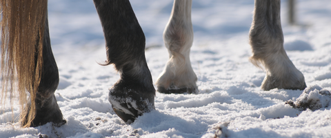 Kulde og forfangenhed