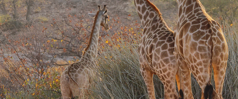 Palmeolie, hvad er det for en giraf?