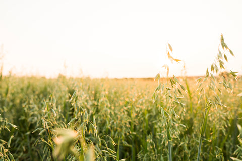 Havrewrap til heste – populært grovfoder, men mere energirigt end mange tror