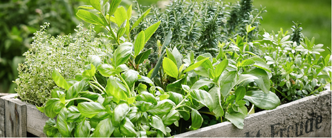 RC Herbal Fusion #1 – urter der gør en forskel