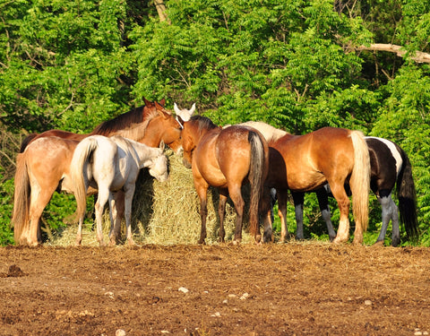 Mavesår hos heste – den oversete årsag, ingen taler om (og hvad du faktisk kan gøre noget ved)