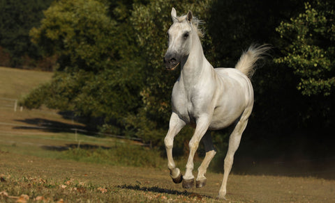 Når restriktiv fodring ikke virker – og hvad der gjorde en forskel for Orion