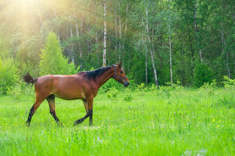 Hvor meget sukker får din hest fra græsset?