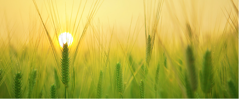 Kornfri fodring – kan sportsheste klare sig uden korn?