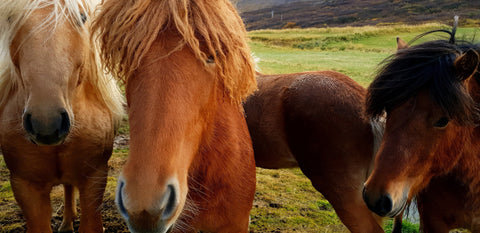 Min hest er nøjsom – skal den så have mindre protein?