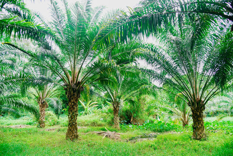 Hvad er MCPD – og er det farligt for din hest?