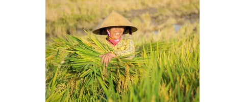 Risklid – energikilde med potentiale… men ikke uden forbehold