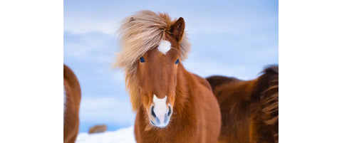 Den eneste forandring er Peak Performance! Hvorfor trives min hest pludselig så meget bedre?