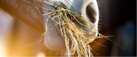 Det enkle staldkøkken, der gør det nemt at fodre