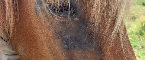 Sæsonbetinget hududfordringer og ubehag - hvad kan du gøre?