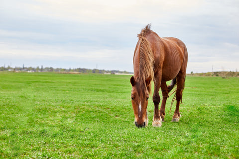 Tynd hest? Sådan hjælper du din hest sikkert op i vægt