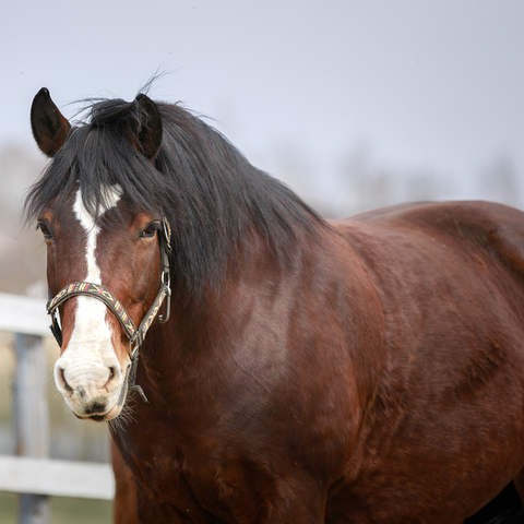 RC Startpakke: Hjælp min hest er for tyk
